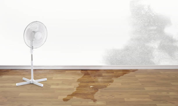 Best Water damage restoration specialists  in Aurora, IN