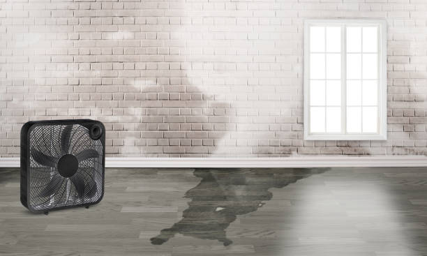 Best Residential water damage restoration  in Aurora, IN